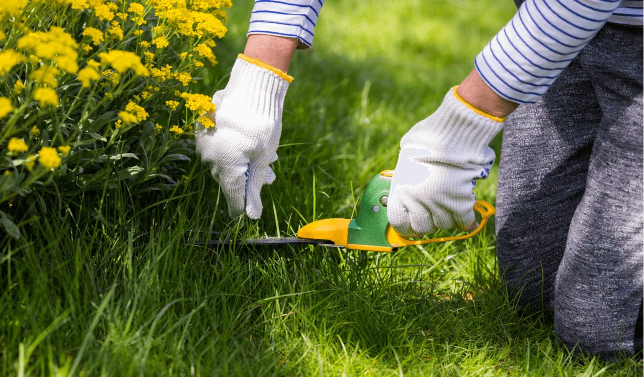 Maak je tuin klaar voor de lente: 5 tips voor een groene en gezonde buitenruimte
